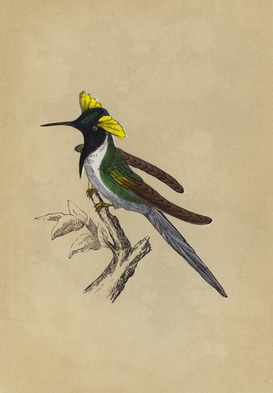 Colibrì a Doppia Cresta da English School