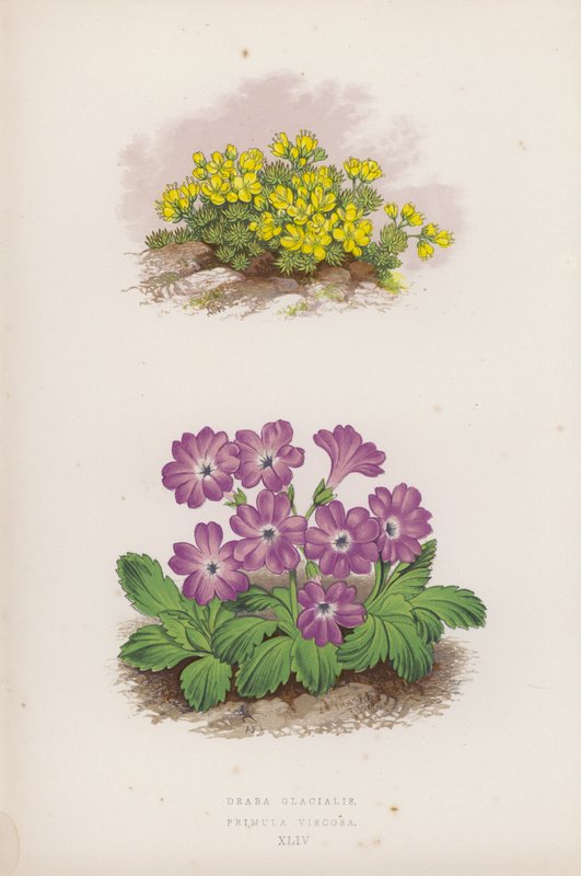 Draba Glacialis; Primula Viscosa (litografia a colori) da English School