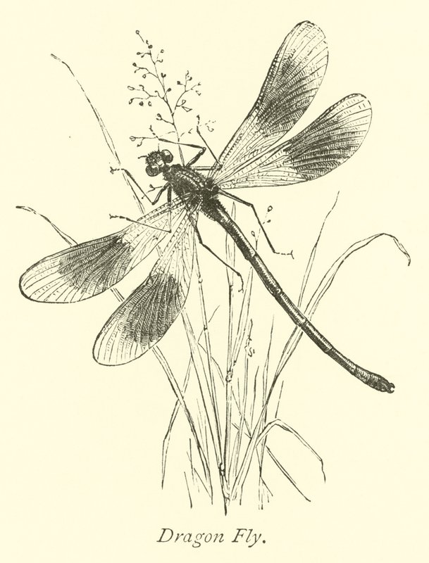 Libellula da English School