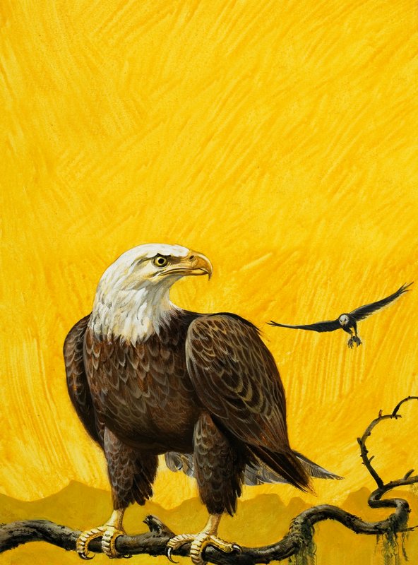 Aquila da English School