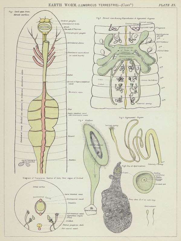 Lombrico, Lumbricus Terrestris da English School