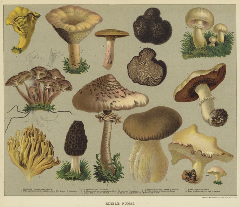 Funghi commestibili (litografia a colori) da English School