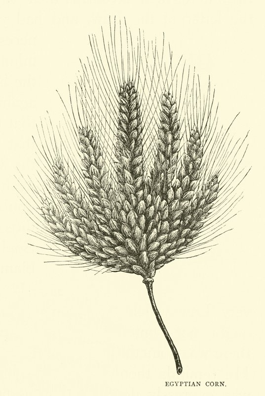 Grano egiziano da English School