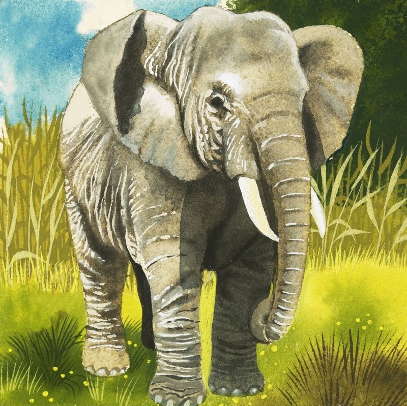 Elefante da English School