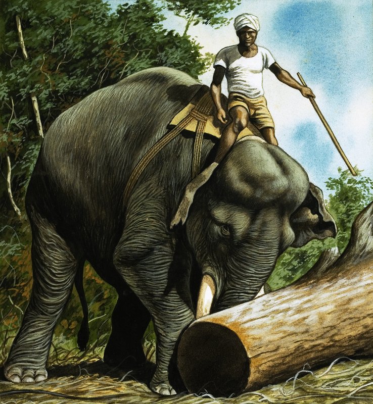 Elefante che rotola un tronco da English School