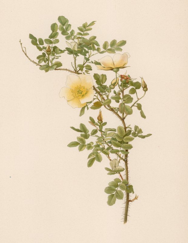 Rosa inglese da English School