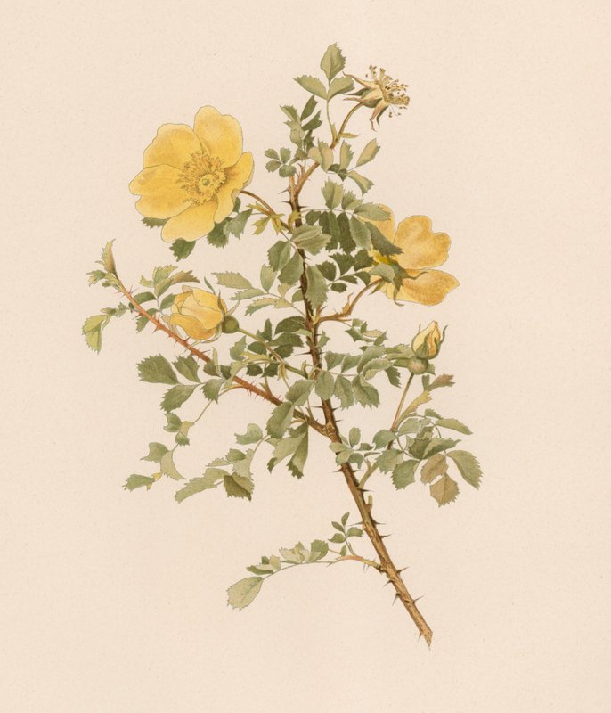 Rosa inglese da English School