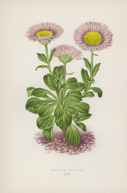 Erigeron Glaucum (litografia a colori) da English School