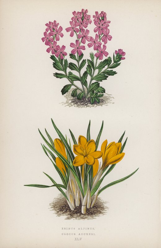 Erinus Alpinus; Crocus Aucheri da English School