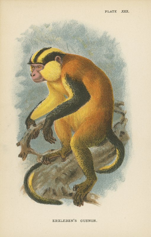 Il Guenon di Erxleben da English School