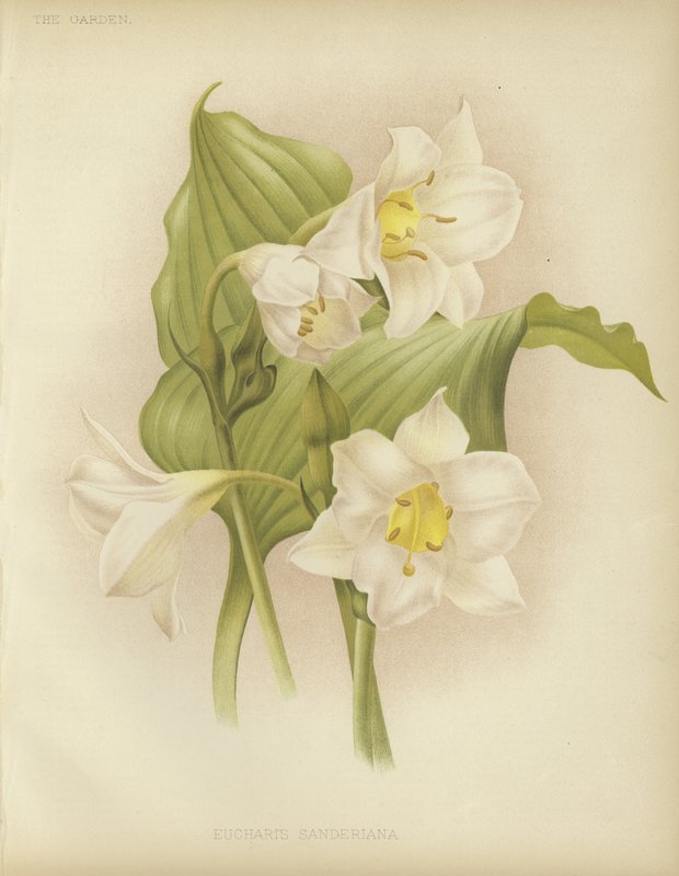 Eucharis sanderiana da English School