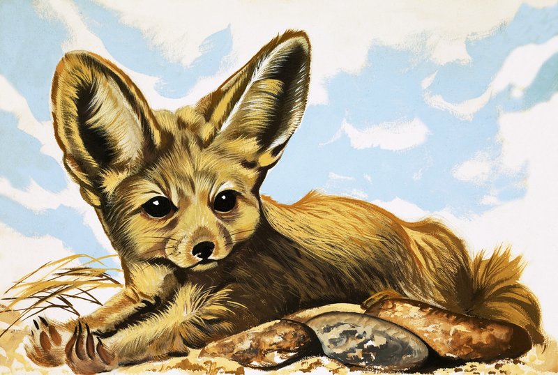 Fennec da English School