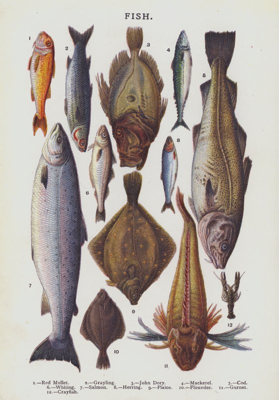 Pesce (cromolitografia) da English School
