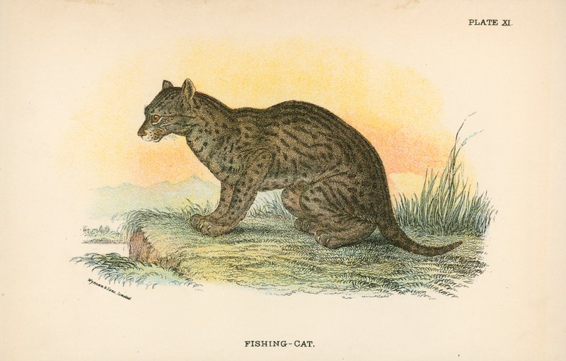 Gatto pescatore da English School