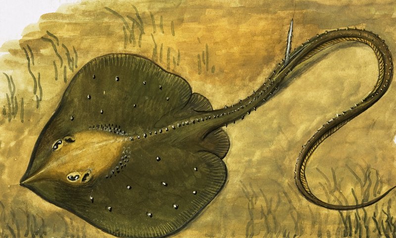 Pesce piatto da English School