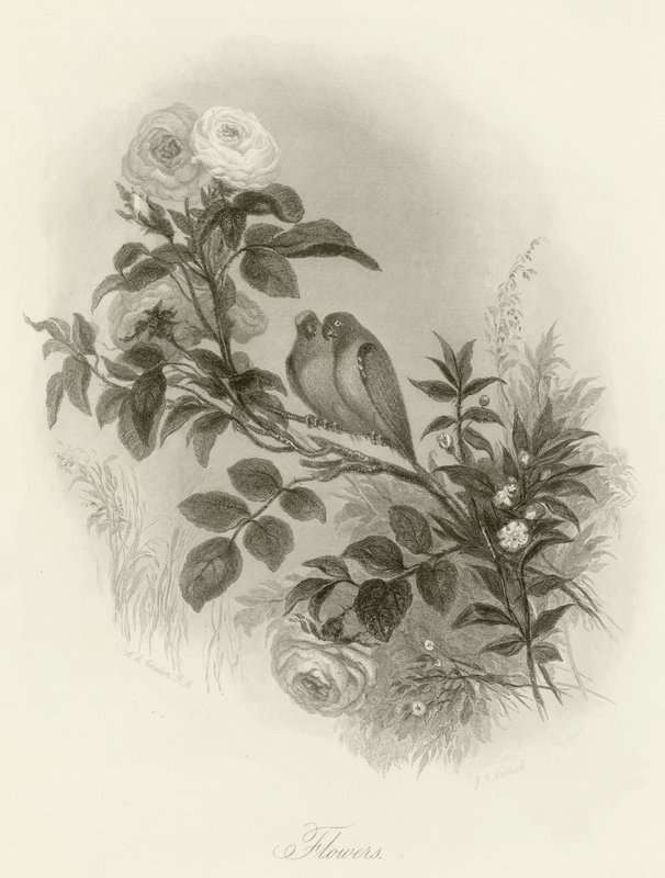 Fiori da English School