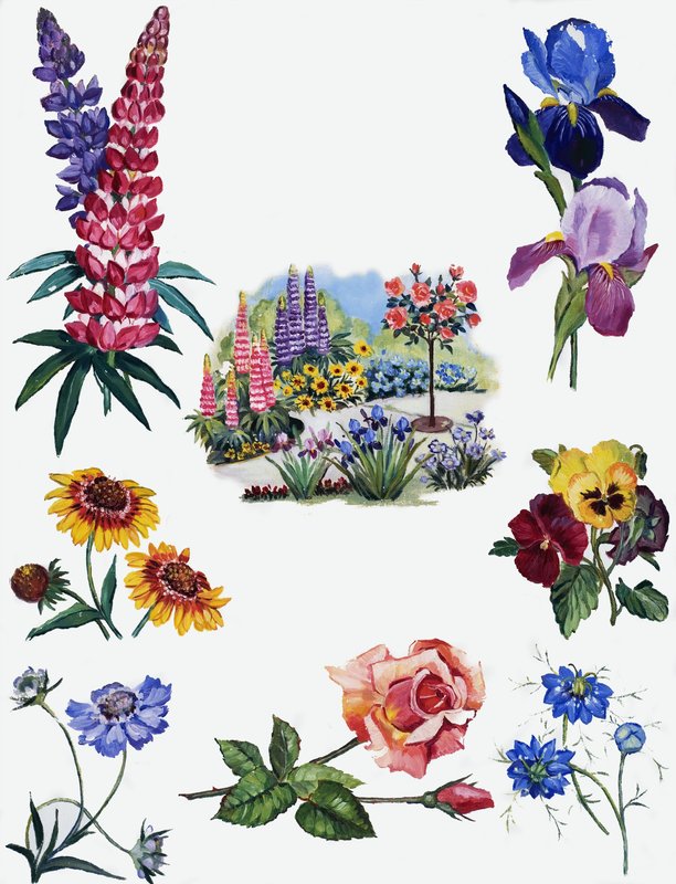 Fiori da English School