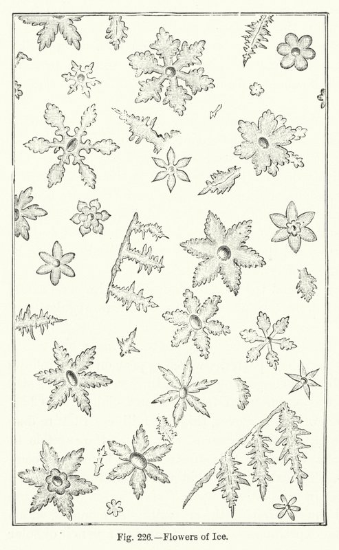 Fiori di ghiaccio da English School