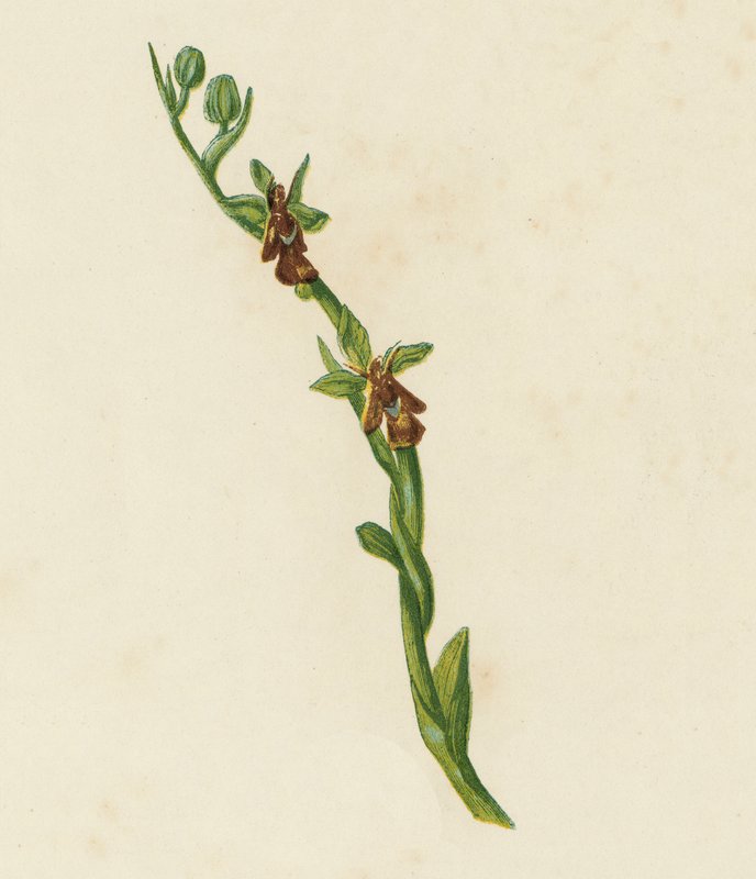 Orchidea mosca, Ophrys Muscifera da English School