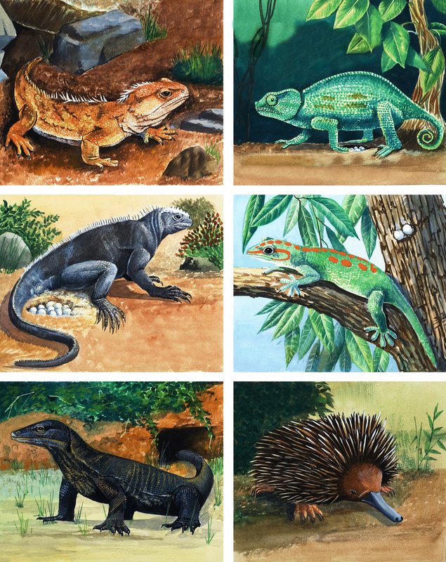 Animali a quattro zampe che depongono uova da English School