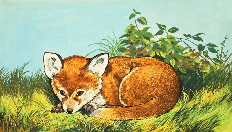 Cucciolo di volpe da English School