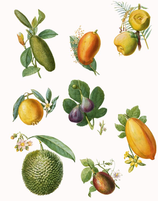 Frutta da English School
