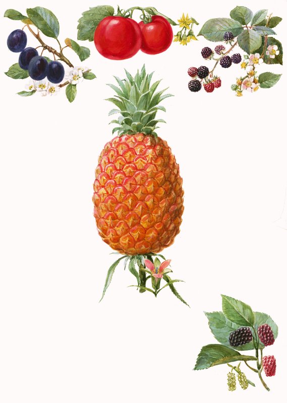 Frutti da English School