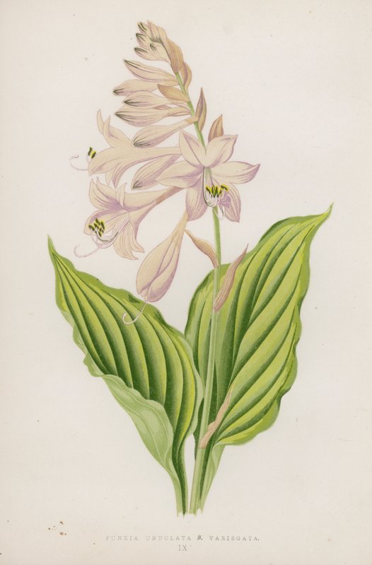 Funkia Undulata; B Variegata (litografia a colori) da English School