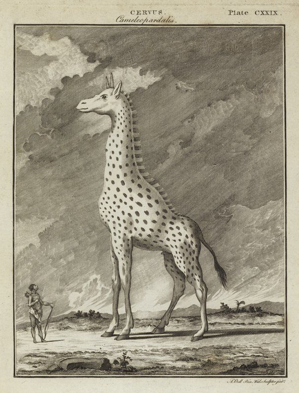 Giraffa (Cervus camelopardalis) da English School
