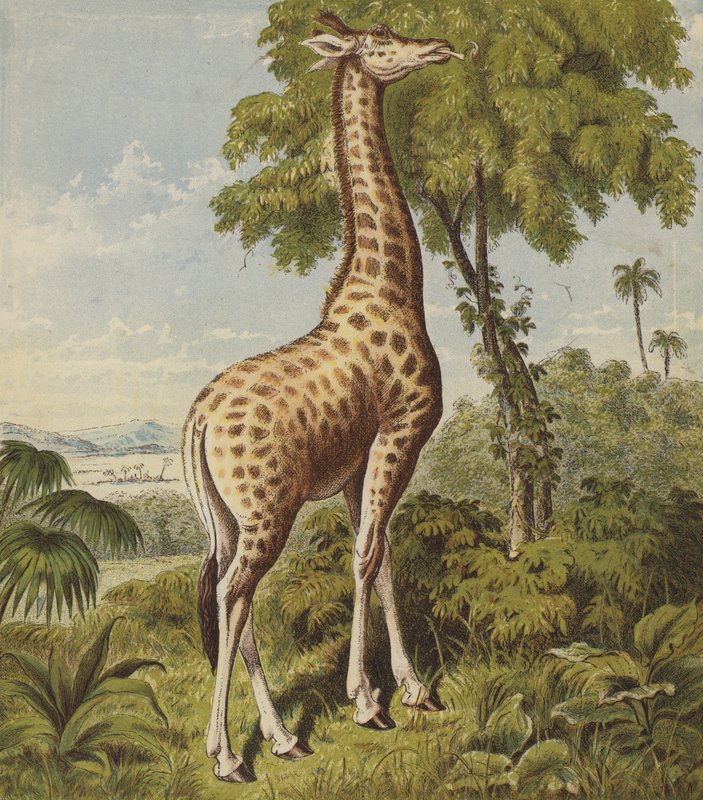 Giraffa da English School