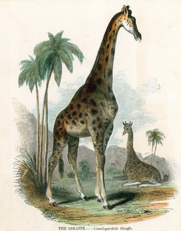 Giraffa da English School