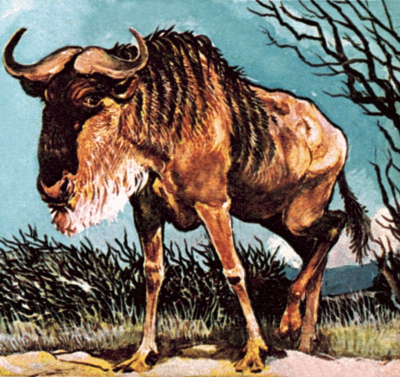 Gnu o gnu da English School