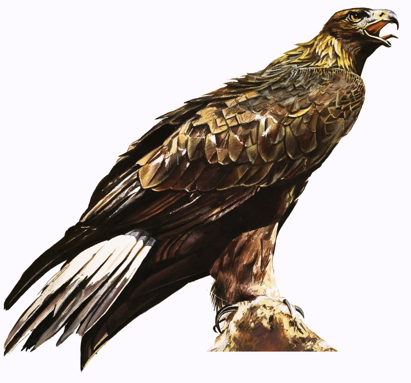 Aquila reale da English School