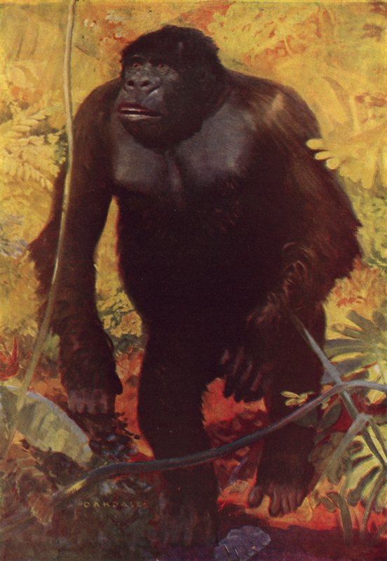 Gorilla da English School