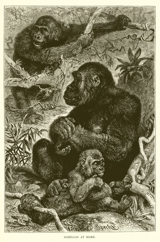 Gorilla a casa da English School