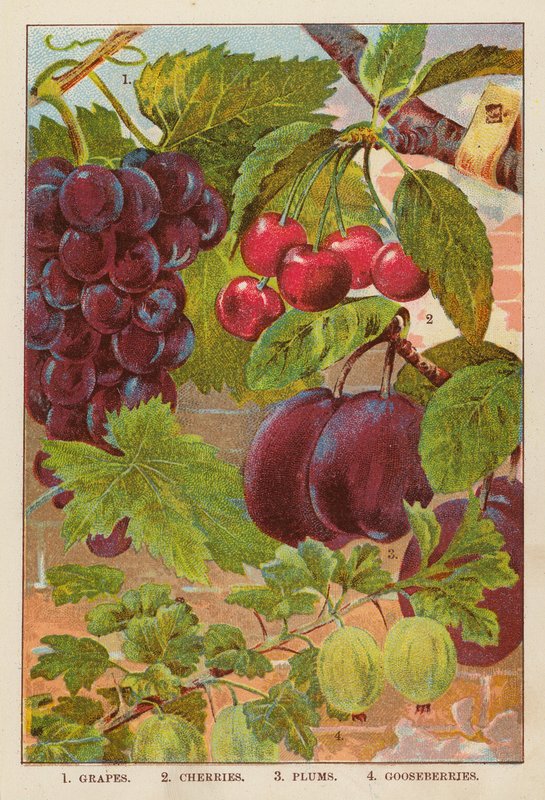 Uva; Ciliegie; Prugne; Uva spina da English School
