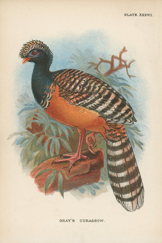 Curassow grigio da English School