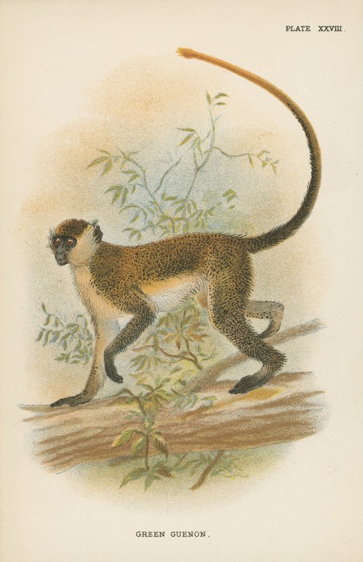 Il Guenon Verde da English School