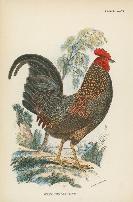 Gallina giungla grigia da English School