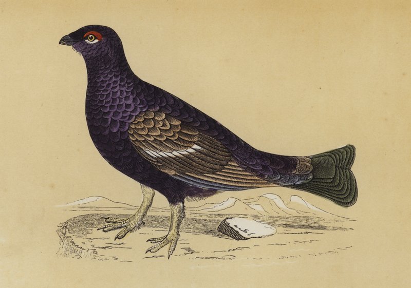 Gallo Cedrone da English School