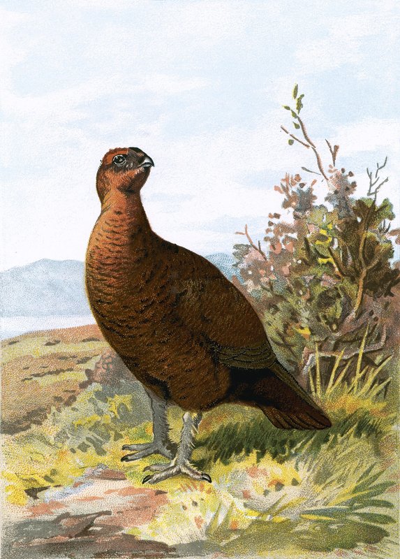 Gallo cedrone da English School