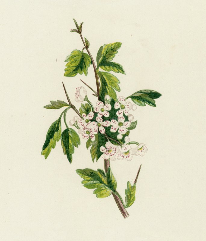 Biancospino da English School