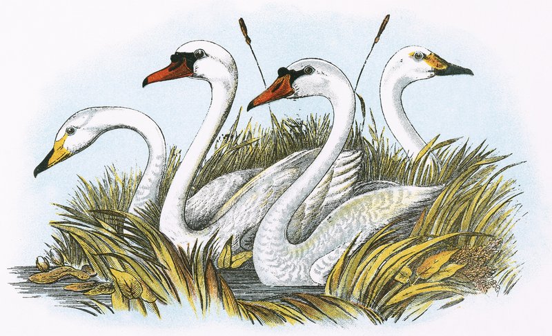 Teste di specie di cigni britannici da English School