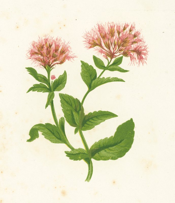 Eupatorium Cannabinum da English School
