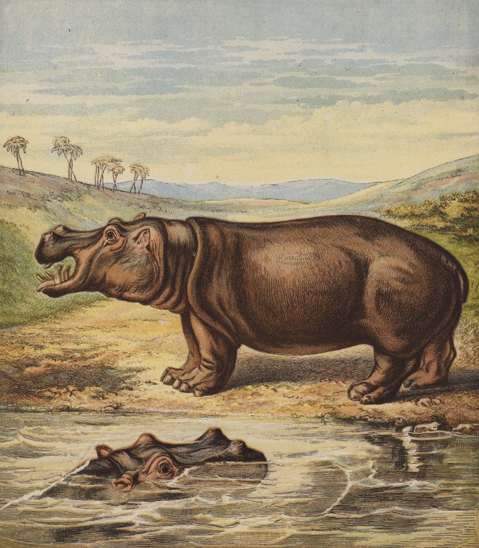 Ippopotamo da English School