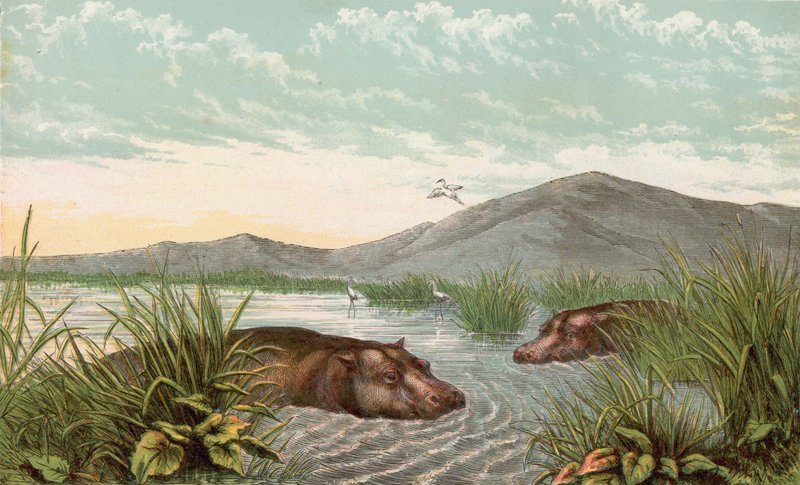 Ippopotamo da English School