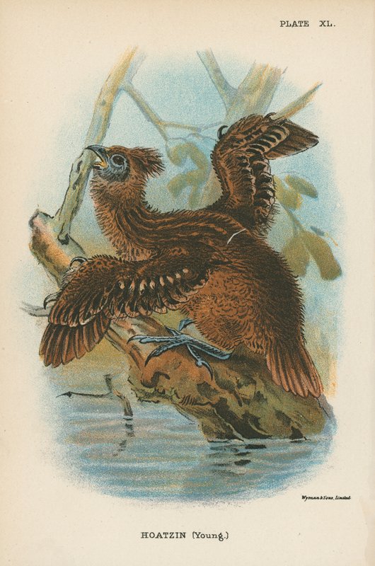 Hoatzin (Giovane) da English School