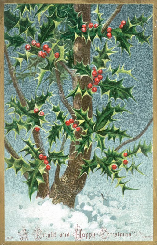 Albero di agrifoglio da English School