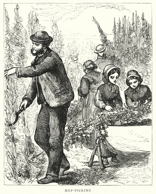 Raccolta del luppolo (incisione) da English School