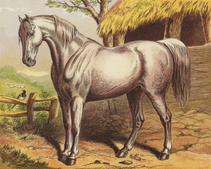Cavallo da English School